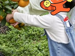 -前小桔亲子创意农场·草莓采摘·露营烧烤