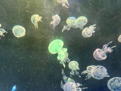 -青岛海底世界-水族馆