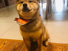 -柴务处·柴犬主题狗咖