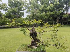 -申粤轩酒楼·三十年粤菜经典(丁香花园店)