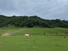 -关山草原