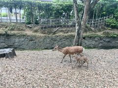 -奈良公园