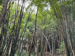 -凤栖山