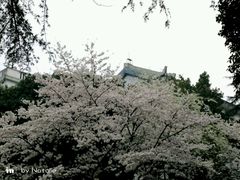 -武汉大学-樱园
