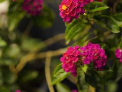 -新虹桥中心花园