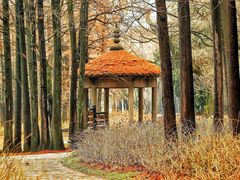 -上海共青森林公园