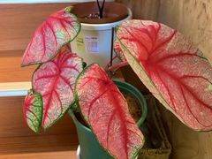 -Rabbit Cafe私房西餐甜点咖啡(栖霞路店)