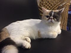 -平行世界·猫咖(首经贸店)