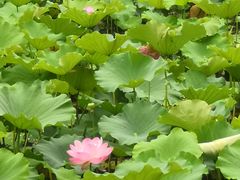 -绍兴鉴湖君澜大酒店