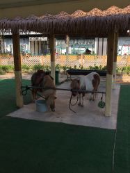 -萌宠亲子动物乐园(槐房万达店)