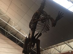 -诸城市恐龙博物馆