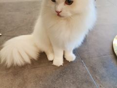 -飞行喵MR PILOT|猫舍·猫咖(静安大融城店)