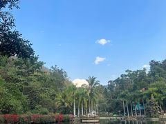 -西双版纳原始森林公园