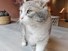 -猫儿山۰猫主题餐厅