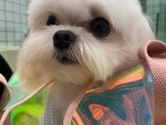 -Pets First伊珊娜洗护·精致美容·家庭式寄养(新会路店)