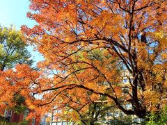 景点-北海道厅旧本厅舍(旧本庁舎)