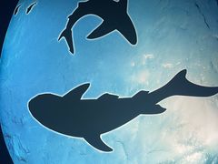-上海海昌海洋公园