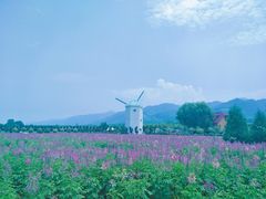 -曲江薰衣草庄园