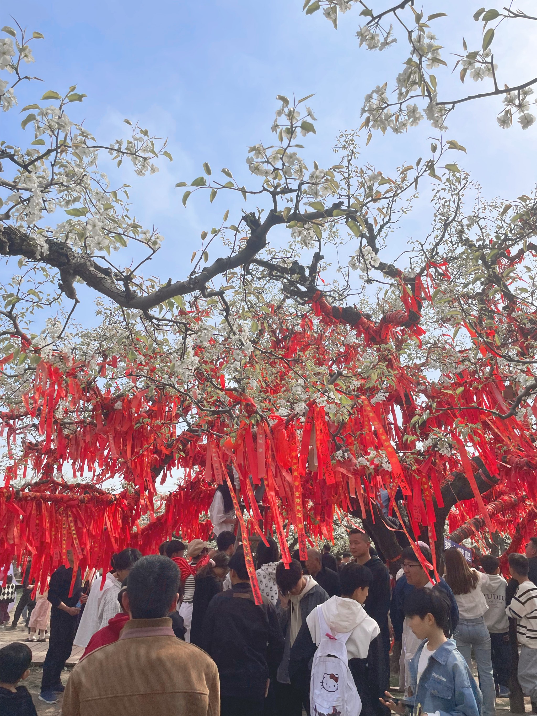 砀山梨树王介绍图片