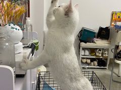 -lincat·猫舍(广州店)
