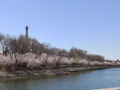 -桃花堤公园