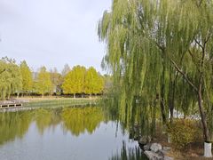 -大兴滨河森林公园