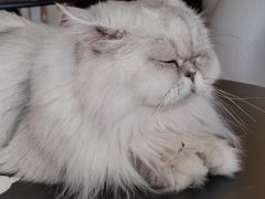 -藏猫猫咖啡主题馆(中央大道店)