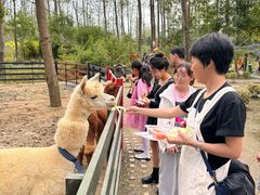 -合肥滨湖国家森林公园