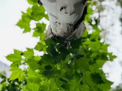 -重庆市江北嘴中央商务区中央公园