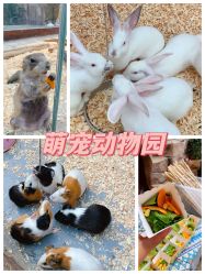 -欢乐舟·舟舟玩乐园