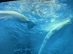 -海合安成都极地海洋公园