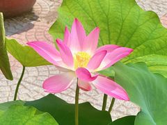-莲花池公园