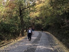 -紫金山山顶公园