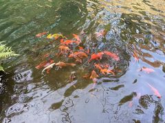 -千岛湖东南湖区