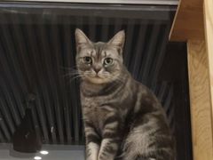 -猫的茶·猫咖