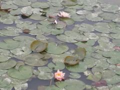 -大湾区中央湿地公园