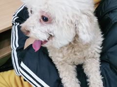 -瑞派宠物医院·中兽医专科(中央商城分院)