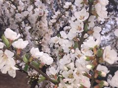 -永和大王(蛙嫩紫苏香·军博店)