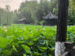 -桂湖森林公园