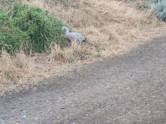 -企鹅岛