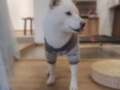 -南京Hallo宠物乐园·哈罗犬舍·柴犬繁育基地