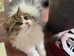 -欣宠猫屋·矮脚拿破仑·蓝金金渐层