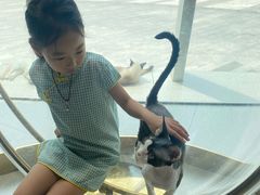 -飞行喵MR PILOT|猫舍·猫咖(静安大融城店)