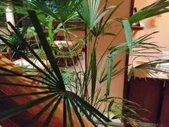 -田小狗的饭店(碧桂园店)