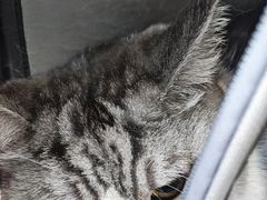 -瑞派动物医院·绝育·犬猫全科·预防医学(光景江南中店)