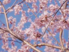 -海棠花溪(元大都城垣遗址公园)