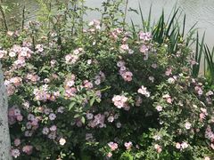 -白鹭湾湿地公园