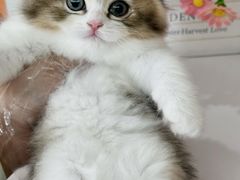 -小猫来了·猫舍(红山六九七九店)