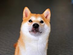 -柴源莊·柴小宠柴犬咖啡
