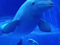 -多彩贵州城极地海洋世界